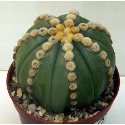 Astrophytum Ooibo