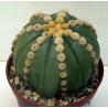 Astrophytum Ooibo