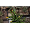 Хатиора Hatiora salicornioides