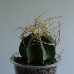 Astrophytum senile aurea