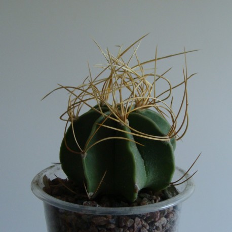 Astrophytum senile aurea