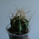Astrophytum senile aurea