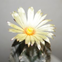 Astrophytum myriostigma