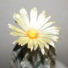 Astrophytum myriostigma old