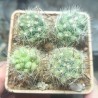 Mammillaria boolii