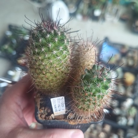 Mammillaria microcarpa