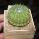 Notocactus concinnus