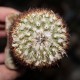 Turbinicarpus ysabelae