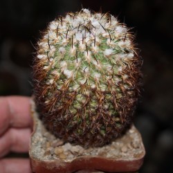 Turbinicarpus ysabelae