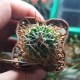 Echinofossulocactus lamellosus