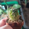 Echinofossulocactus lamellosus