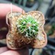 Echinofossulocactus lamellosus