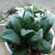 Haworthia truncata х pygmea