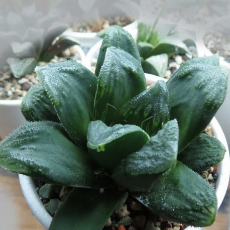 Haworthia truncata х pygmea