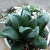 Хавортия Haworthia truncata x pygmaea