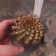 Turbinicarpus alonsoi