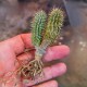 Hoodia gordonii