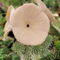 Hoodia gordonii