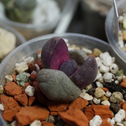 Pleiospilos nelli Flesh Royal