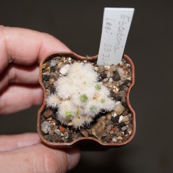 Escobaria leei