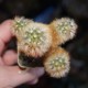 Mammillaria carmenae