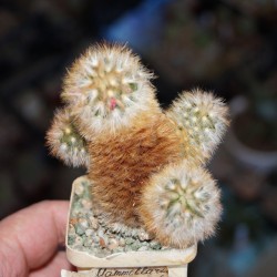ъ26 Маммиллярия Mammillaria carmenae - 20 лет, коллекционная - Галерея