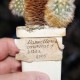 Mammillaria carmenae