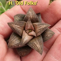 Haworthia limifolia striata x koelmaniorum