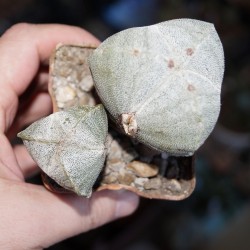Astrophytum myriostigma tricostatum