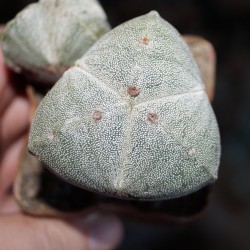 Astrophytum myriostigma tricostatum