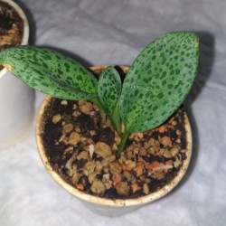 Drimiopsis burkei stolonissima