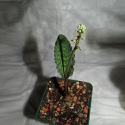 Drimiopsis atropurpureum