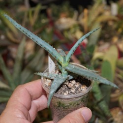Aloe divaricata
