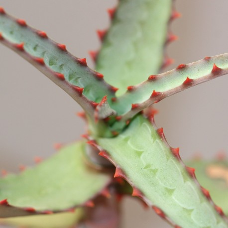 Aloe divaricata