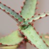 Aloe divaricata