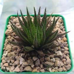 Haworthia variegata