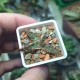 Aloe Mars