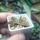 Aloe Mars