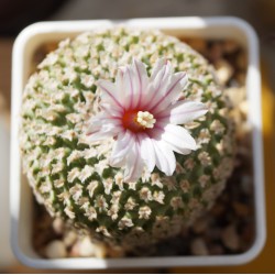 Turbinicarpus valdesianus