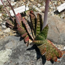 Gasteria excelsa