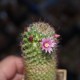 Mammillaria wildii