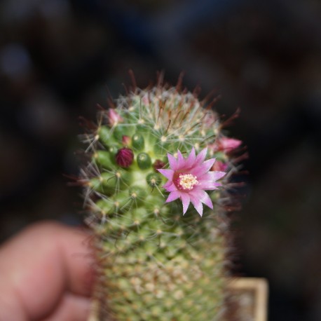 Mammillaria wildii