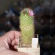 Mammillaria wildii