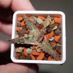 Aloe Mars
