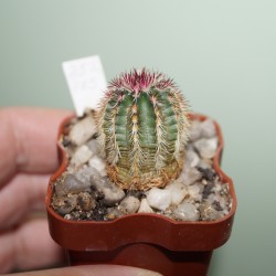 Echinocereus rigidissimus SB1783
