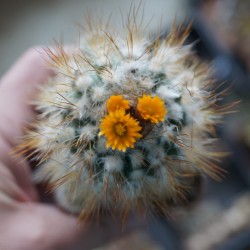 Parodia comosa