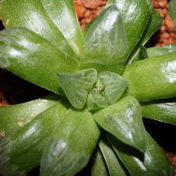 Haworthia mutica Byakuya