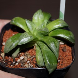 Haworthia mutica Byakuya