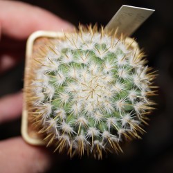 Mammillaria yucatensis