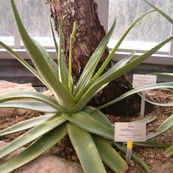 Aloe bulbilifera paulianae